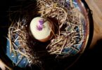 Photo de la recette : Recette oeuf by ripaille à l'espuma de haddock